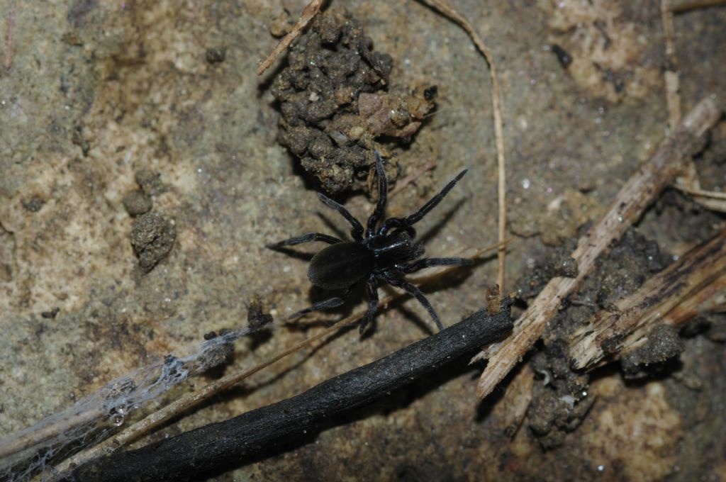 Titanoeca sp. - Arcavacata di Rende (CS)